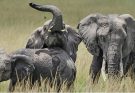 Kenya probes death of 15 elephants at Amboseli park