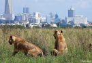 Kenya:World Lion Day: Lions and communities face a growing struggle to coexist